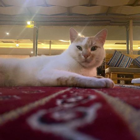 Petra Wassaif Camp Hotel Vádi Músza Kültér fotó